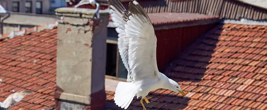 Residential Chimney Animal Removal Solution in Palm River-Clair Mel, FL