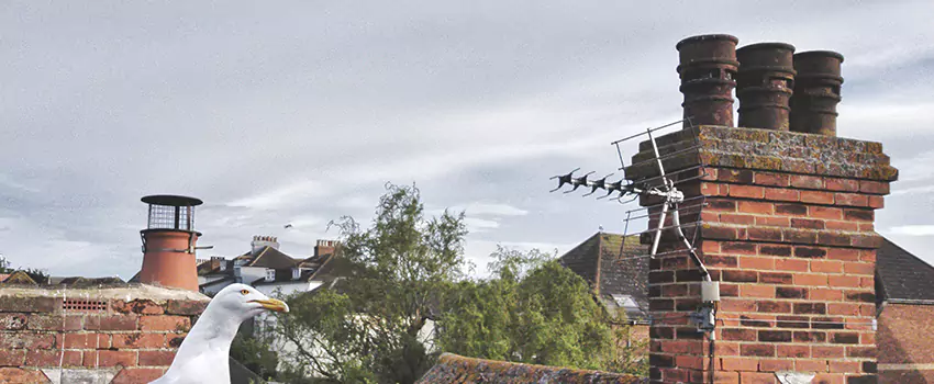 Chimney Cleaning And Restoration in Palm River-Clair Mel, Florida